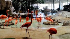 Sea World Abu Dhabi#Тематический парк#