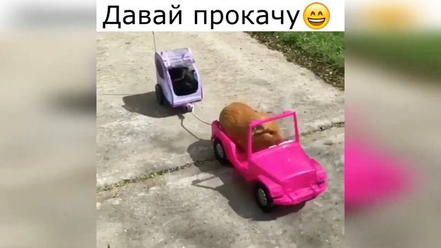 САМЫЕ СМЕШНЫЕ И МИЛЫЕ ЖИВОТНЫЕ 🐯 ПРИКОЛЫ С ЖИВОТНЫМИ 🐷  #17