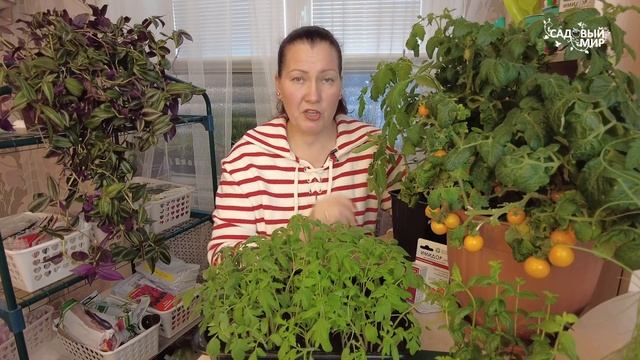 БЕЛОКРЫЛКА В ТЕПЛИЦЕ ИСЧЕЗЛА - ХВАТИЛО ОДНОЙ ОБРАБОТК? смотреть онлайн