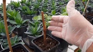 Уход за саженцами винограда после корнеобразования, к
