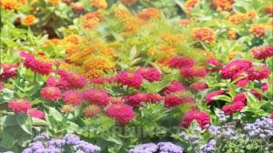 Tushda gul ko'rish | Тушда гул куриш