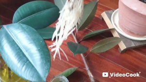 Фикус, как разбудить почки! Черенки фикуса, посадка.