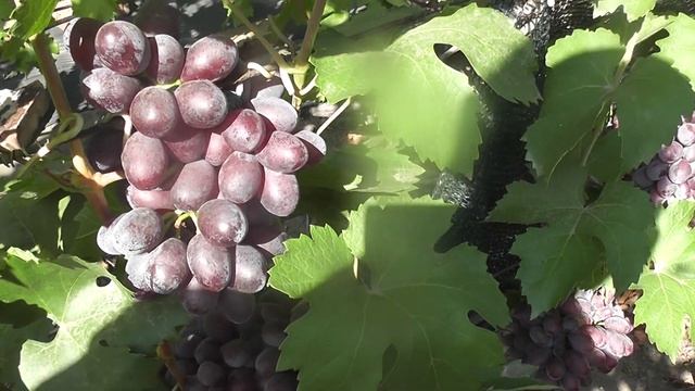 Сорт винограду "Находка" "Торнадо" "Богатир" - сезон 2024 смотреть онлайн