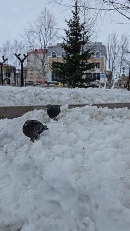 Северные голуби Ямало-Ненецкий АО Лабытнанги ЖизньСеверян 2025.