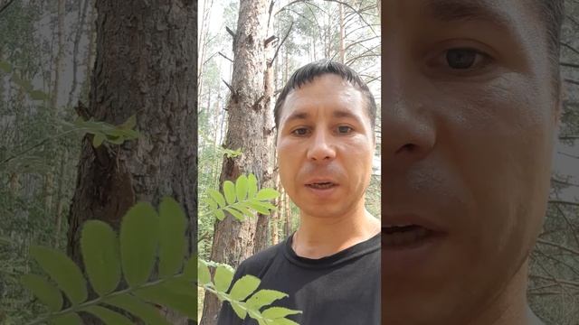 РЯБИНА В МАГИИ!? Александр Пичуев смотреть онлайн