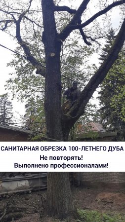 Санитарная обрезка 100-летнего дуба