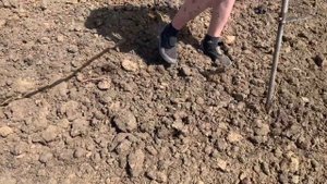 Посадка винограда гидробуром.