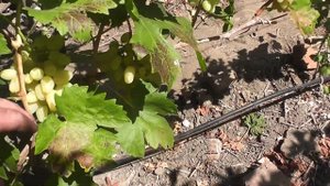 Сорт винограду "Хохотушка" "Довгожданний" "Зарниця" "Оз?