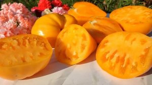 Томат ОРАНЖЕВОЕ СЕРДЦЕ АЛМАТИНСКОЕ от Виталия Алифир?