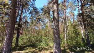 снт Кебь уч 309