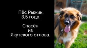 Спасённые души ищут семьи