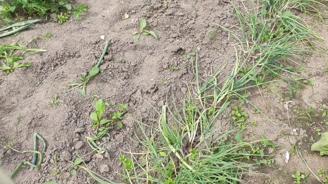 Свой руководящий кадр в доме🥰руковожу, чеснок,лук,за? смотреть онлайн