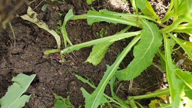 Сбор урожая чеснока, самое время друзья, присоединяйт? смотреть онлайн