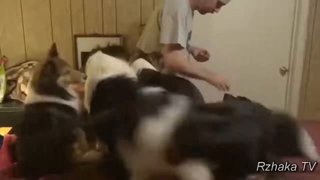 Я РЖАЛ ПОЛ ЧАСА. Смешные Коты и Собаки. ПРИКОЛЫ С ЖИВОТНЫМИ. Cute Cats смотреть онлайн