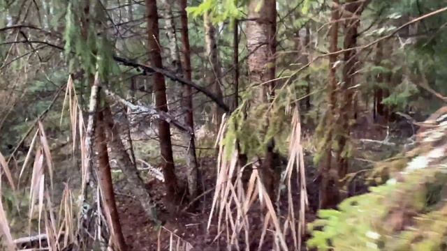 Прогулка неподалеку от реки Яменки. Зацвела Сирень. Бо смотреть онлайн