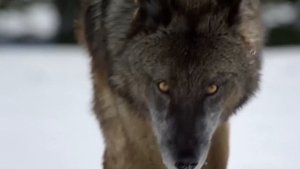 Вот как становятся ВОЖАКОМ стаи! На что способен АЛЬФА