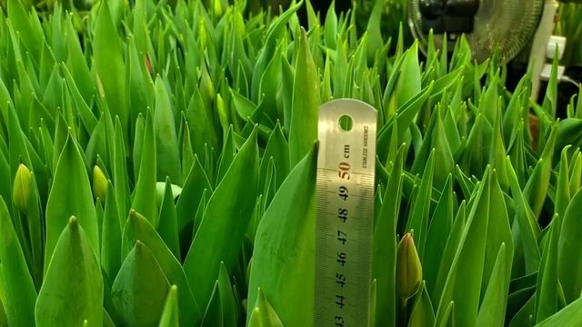 Выгонка тюльпанов 23.02.2025 смотреть онлайн