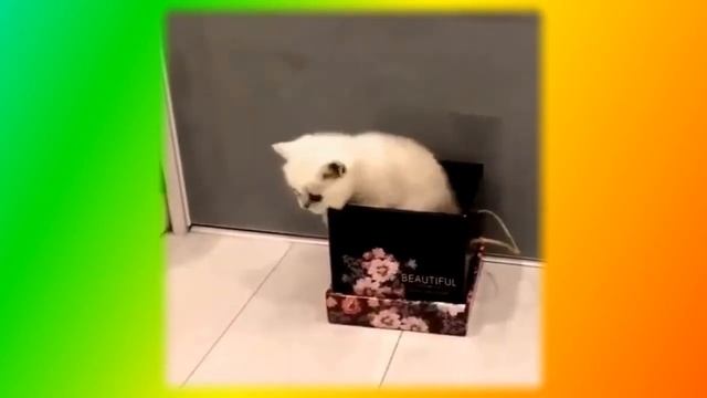 утренний позитив  котята Создай себе хорошее настроение