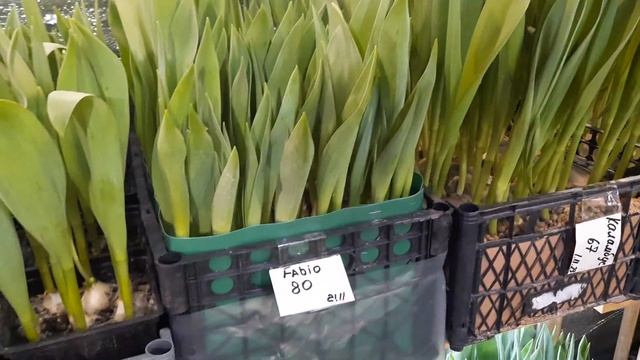 Выгонка тюльпанов в помещении. г. Тюмень. Состояние на смотреть онлайн