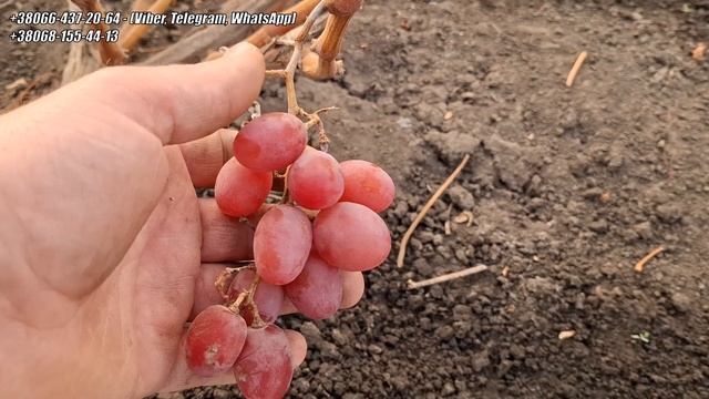 Виноград який довисів на кущах до 12 грудня 2024 року