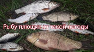 Рыбу плющит от такой погоды.