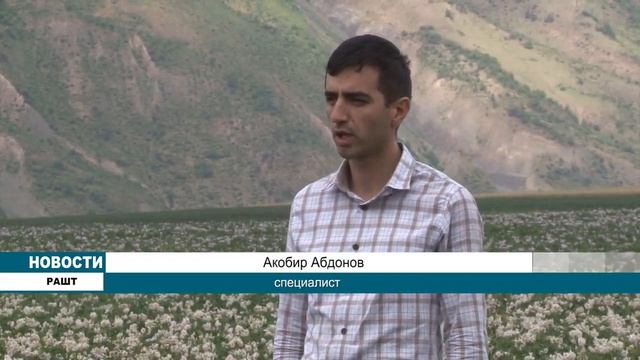 В Раштском районе готовятся собрать добротный урожай смотреть онлайн