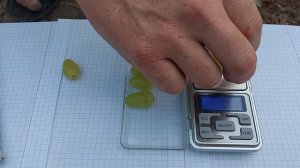 Ириска (кишмиш) селекция Калугина В.М.