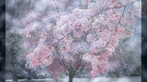 ИРИНА ФЕДИШИН ЗАМЕРЗЛА ВИШНЯ