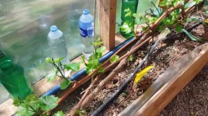 27.04.2025 Заморозки! Итоги перезимовки. Виноград не укрыв?