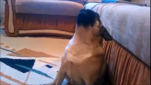 Probably the Intelligent Pets and Funny Animals Compilation! НУ ОЧЕНЬ ИНТЕЛЛИГЕНТНЫЕ ЖИВОТНЫЕ! смотреть онлайн