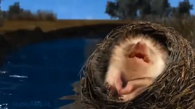 Прикольный ёжик поет - Это я по тебе скучаю смотреть онлайн