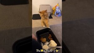 😺 Мясо? Нет, не видел! 🐈 Видео смешных котов, котят и с