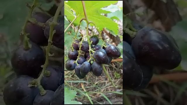 Виноград, пересорт. Донское казачество. смотреть онлайн