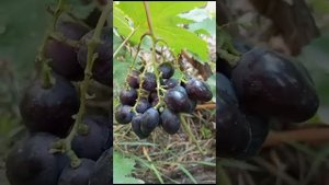Виноград, пересорт. Донское казачество.