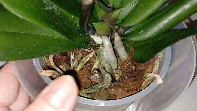 Надо верить в чудеса. Орхидея "Тамара" (бантик)- моя!!!🪷? смотреть онлайн