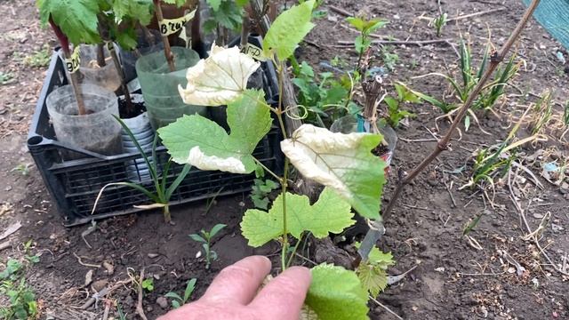 Вот так выглядит саженец винограда, не прошедший зака? смотреть онлайн