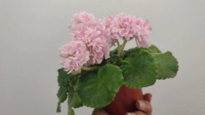 ТФ-Стефания в первом цветении, новинка 2023