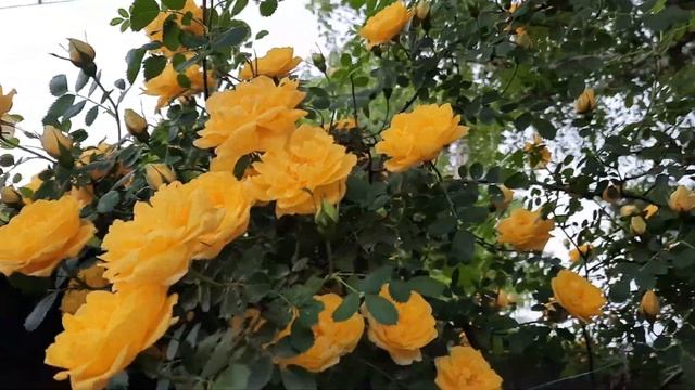 Жёлтая роза-всегда прекрасна!Лето-это ?