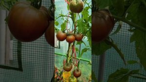 Томат ЧЁРНОЕ СЕРДЦЕ БРЕДА