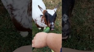 камерунские карликовые козы едят огурцы