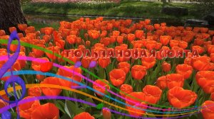 Тюльпановая сюита*   Парк Showa Kinen