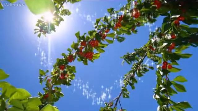 Вишня в саду Виктор Королёв смотреть онлайн