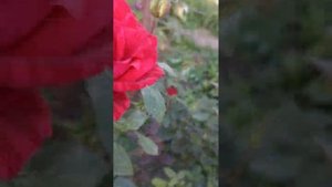 Розы: графиня фон Харденберг, Ена Хартнес, Ред Интуишн,