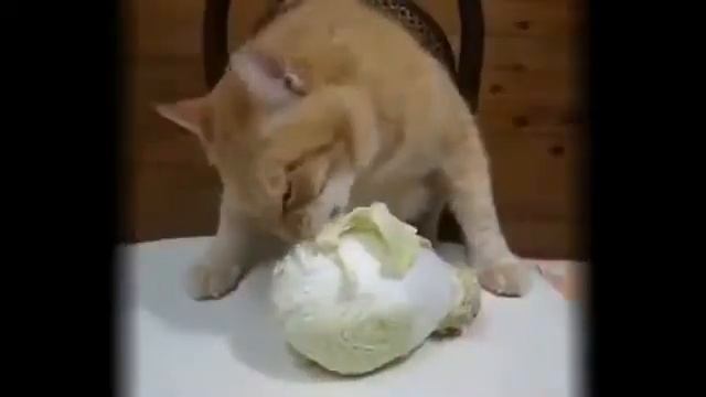 Видео приколы.нарезка. коты вегетарианцы