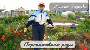 У НАС ДОЖДИ  ПЕРЕСАЖИВАЕМ РОЗЫ