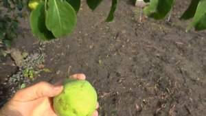 Груша БАРОНЕССА ДЕ МЕЛЛО: старинный бельгийский сорт,