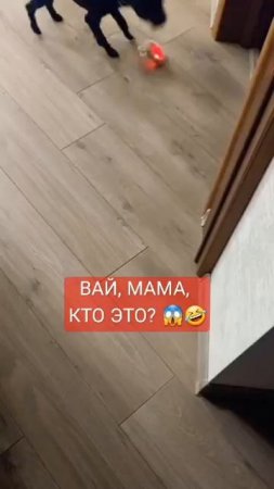 КТО ЭТО? 😱😱😱 #животные #прикол #пудель #юмор #игра #игрушка