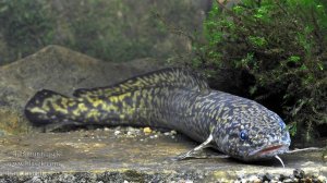 Ловим налима на карасевом