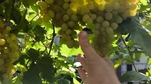 Подарок Днепру виноград селекции Кашича с гармоничны?