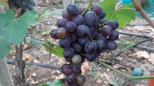 Баронесса - форма Калугина В.М. Очень перспективная, вс